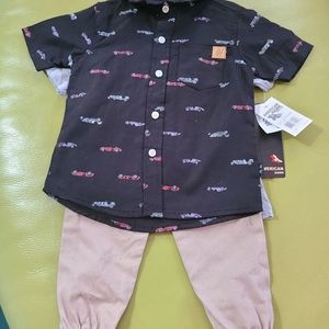 American Hawk 12 months